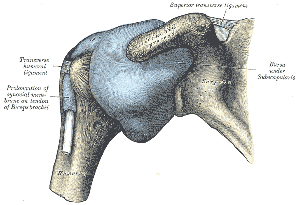 Anatomische tekening van het schoudergewricht met gewrichtskapsel, sleutelbeen-uitsteeksel en schouderblad
